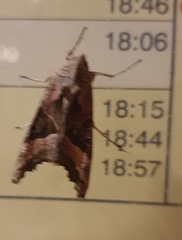 Phlogophora meticulosa