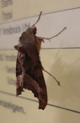 Phlogophora meticulosa