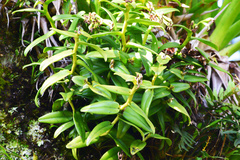 Epidendrum melistagum