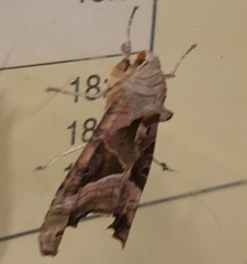 Phlogophora meticulosa