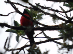 Anisognathus igniventris