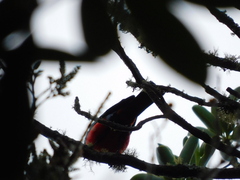 Anisognathus igniventris