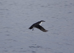 Synthliboramphus hypoleucus