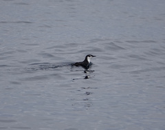 Synthliboramphus hypoleucus