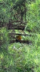 Setophaga petechia aureola