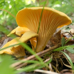 Cantharellus