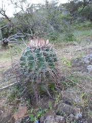 Ferocactus recurvus