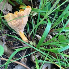 Cantharellus