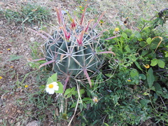 Ferocactus recurvus