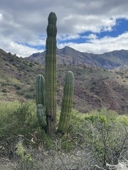 Pachycereus pringlei