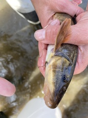 Catostomus catostomus