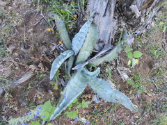 Agave marmorata
