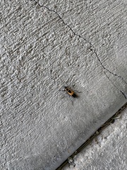 Chauliognathus basalis