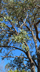 Quercus douglasii