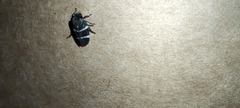 Aeneolamia albofasciata