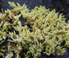 Racomitrium ericoides