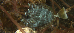 Acanthuridae