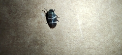 Aeneolamia albofasciata