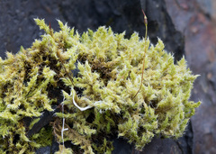 Racomitrium ericoides