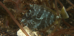 Acanthuridae