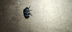 Aeneolamia albofasciata