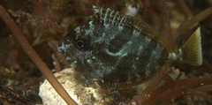 Acanthuridae