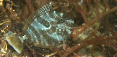Acanthuridae