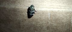 Aeneolamia albofasciata