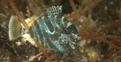 Acanthuridae