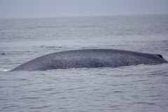 Balaenoptera musculus