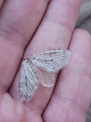 Operophtera bruceata
