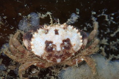 Glebocarcinus oregonensis