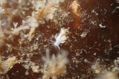 Trinchesia albocrusta