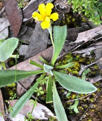 Goodenia willisiana