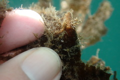 Trinchesia albocrusta