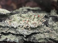Cladonia ravenelii