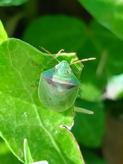 Piezodorus guildinii