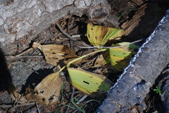Veratrum