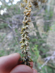 Hechtia glomerata