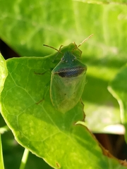 Piezodorus guildinii