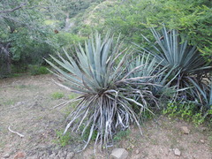 Agave rhodacantha
