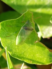 Piezodorus guildinii