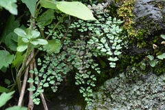 Argyrochosma