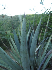 Agave rhodacantha
