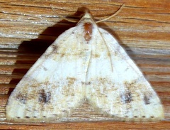 Macaria plumosata