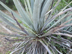 Agave rhodacantha