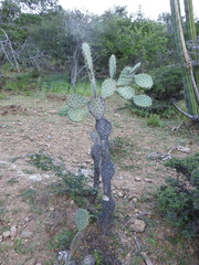 Opuntia velutina