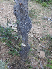 Opuntia velutina