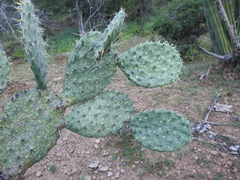 Opuntia velutina