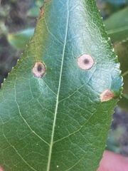 Harmandiola